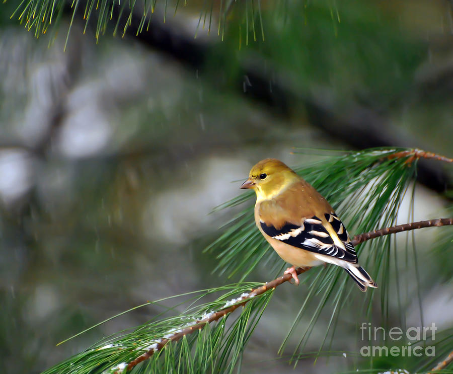 Goldfinch In The Snow Photograph by Kerri Farley