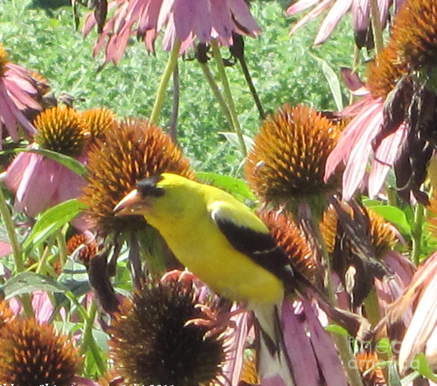 Goldfinch in the Thistles Photograph by Kathie Chicoine