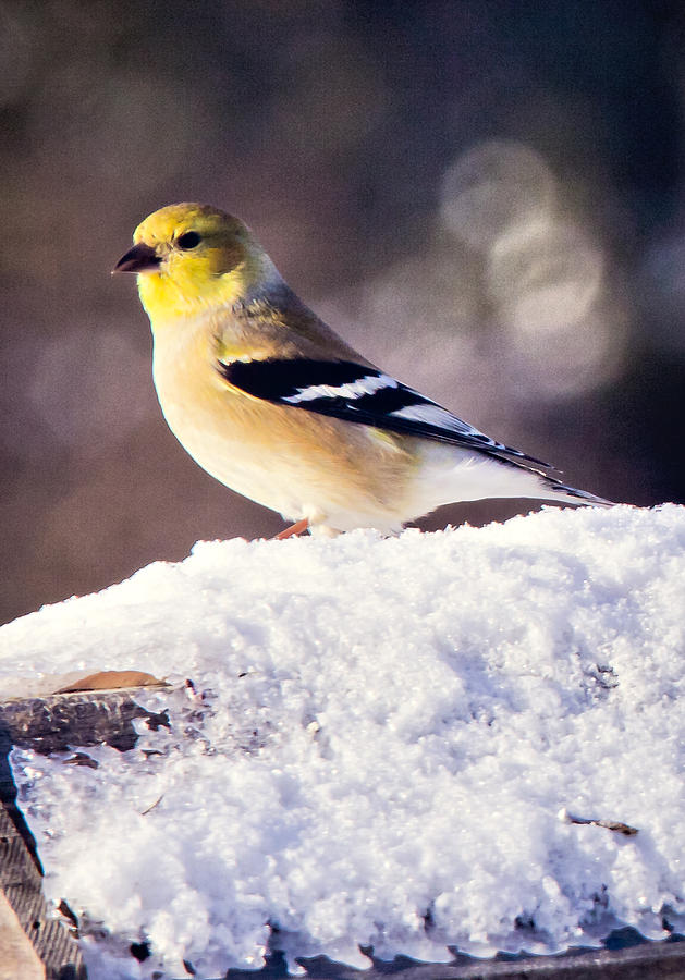 Goldfinch in Winter Photograph by Albert Seger