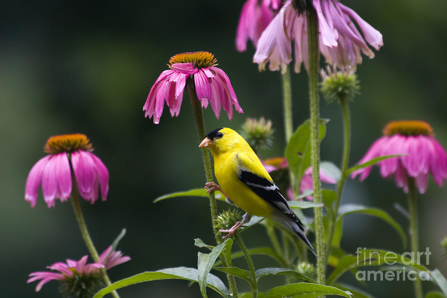 Goldfinch Photograph by Jill Lang