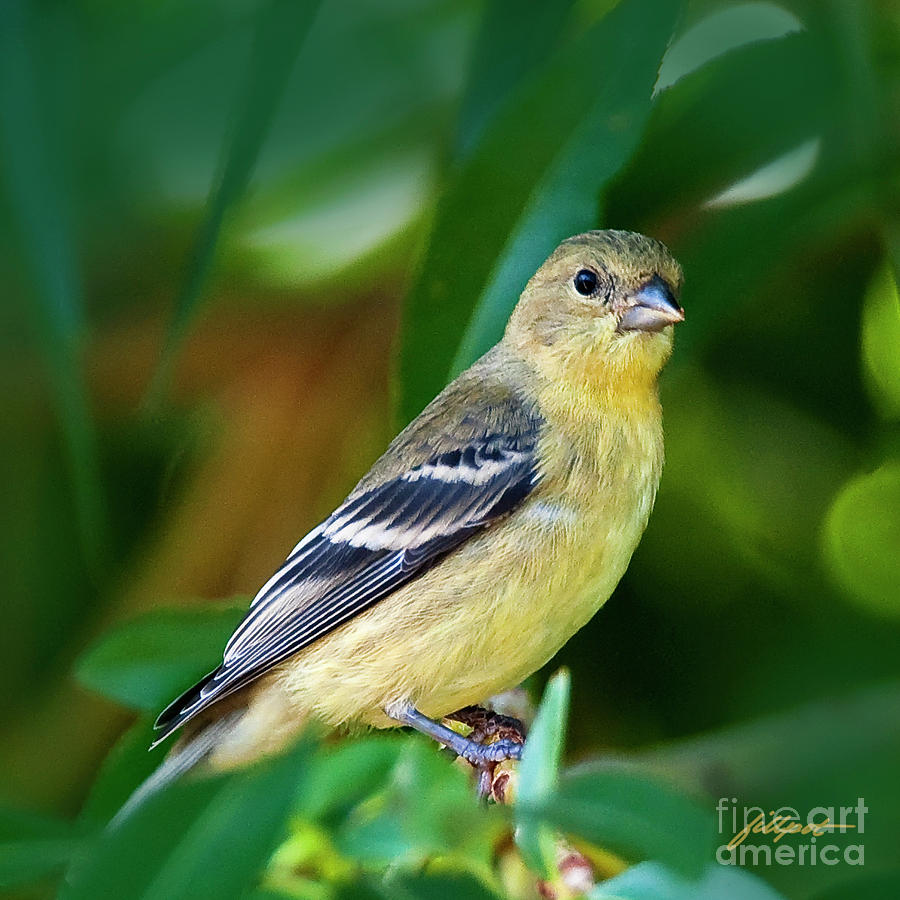 Bird Photograph - Goldfinch by Bon and Jim Fillpot
