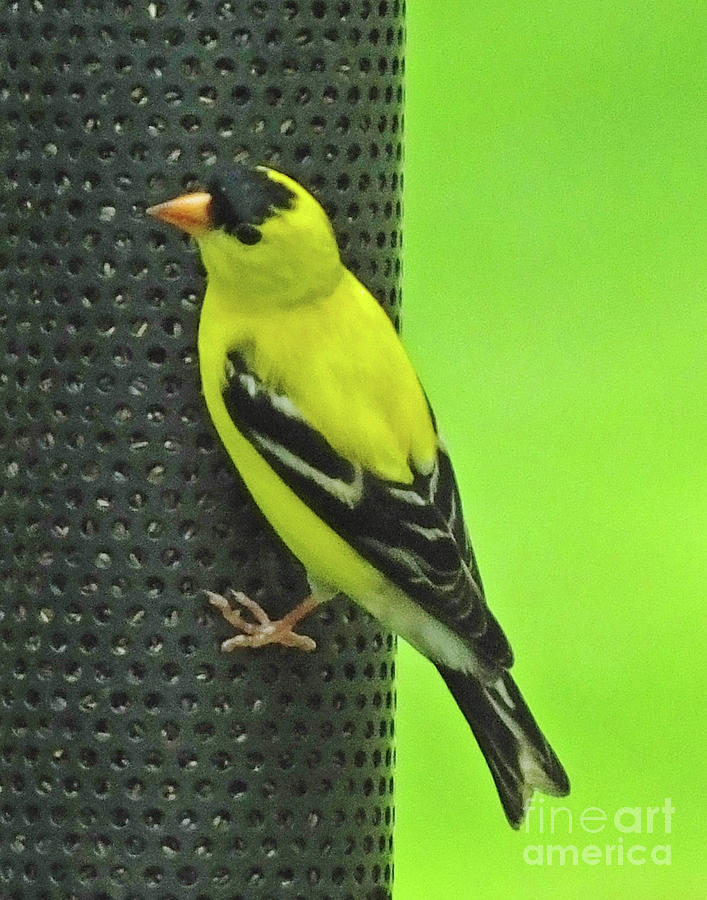Goldfinch Photograph by Lizi Beard-Ward