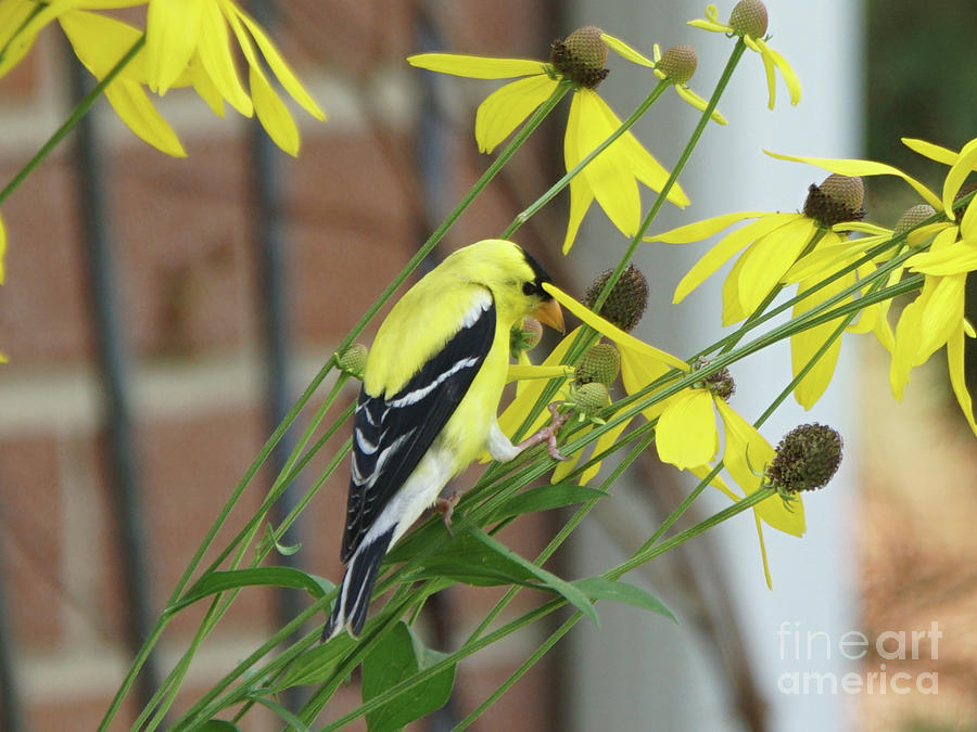 Goldfinch Lunchtime Photograph by Robert E Alter Reflections of Infinity