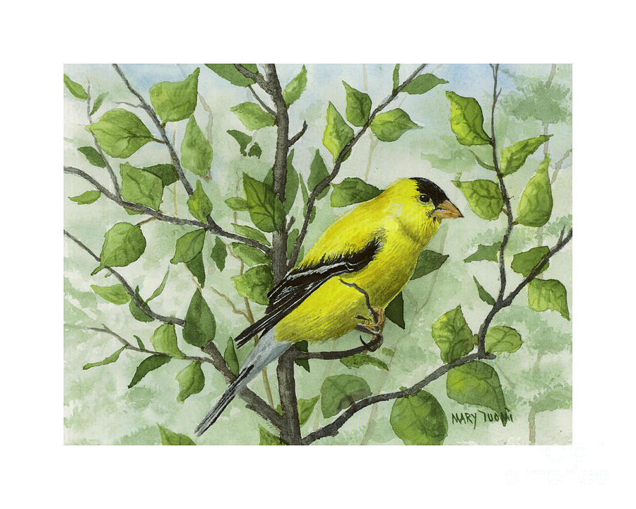 Finch Painting - Goldfinch by Mary Tuomi