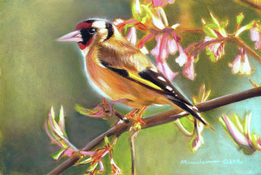 Goldfinch Pastel by Melissa Herrin