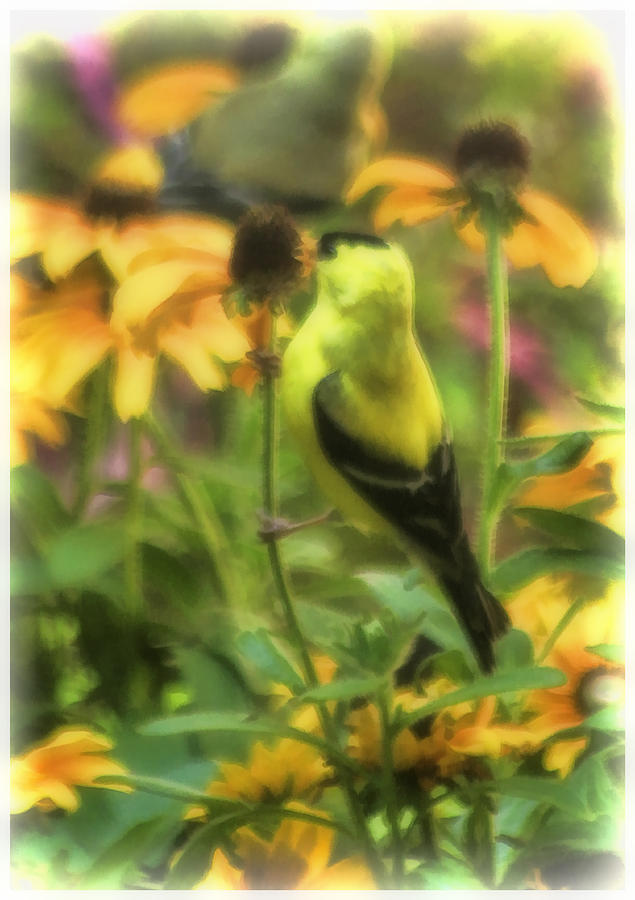 Goldfinch Photograph by Ola Allen