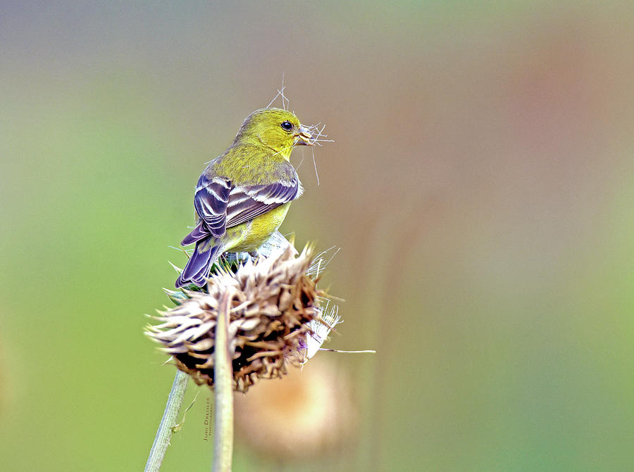 Goldfinch on a Thistle Photograph by Judi Dressler
