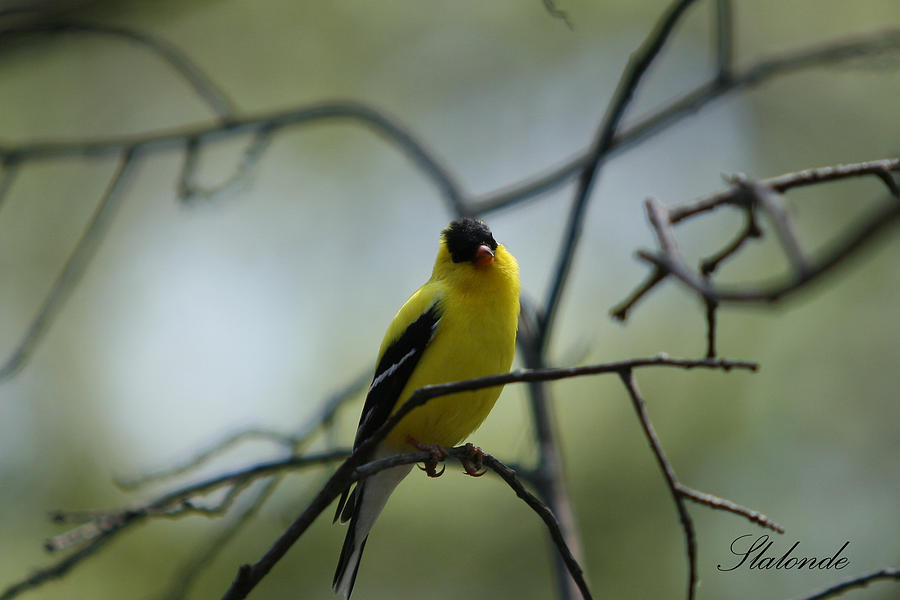 Wildlife Photograph - Goldfinch on branch by Sarah  Lalonde
