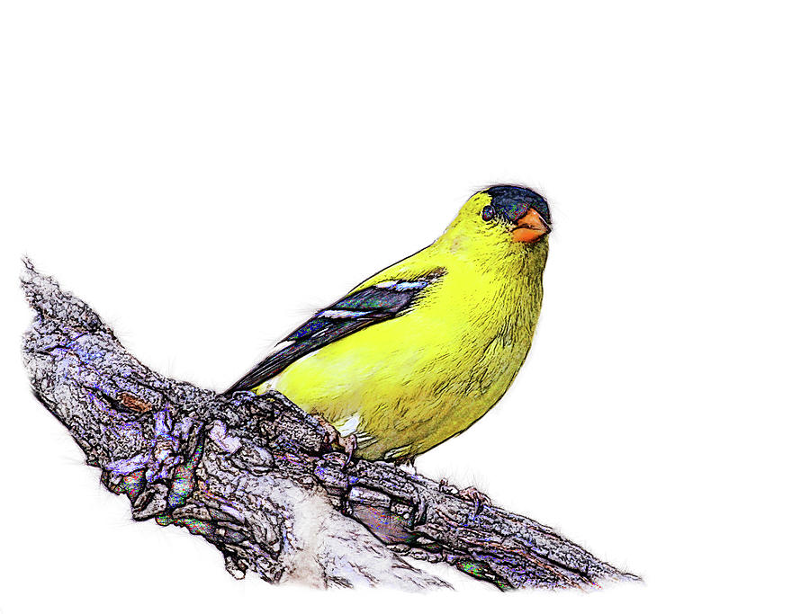Goldfinch on branch Digital Art by Yuichi Tanabe