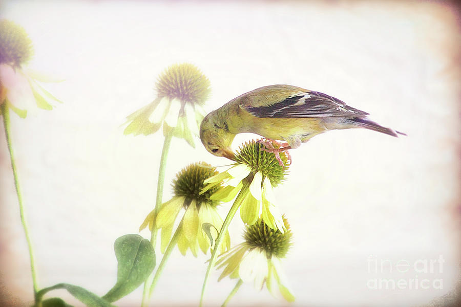 Goldfinch On Coneflower High Key Photograph by Sharon McConnell
