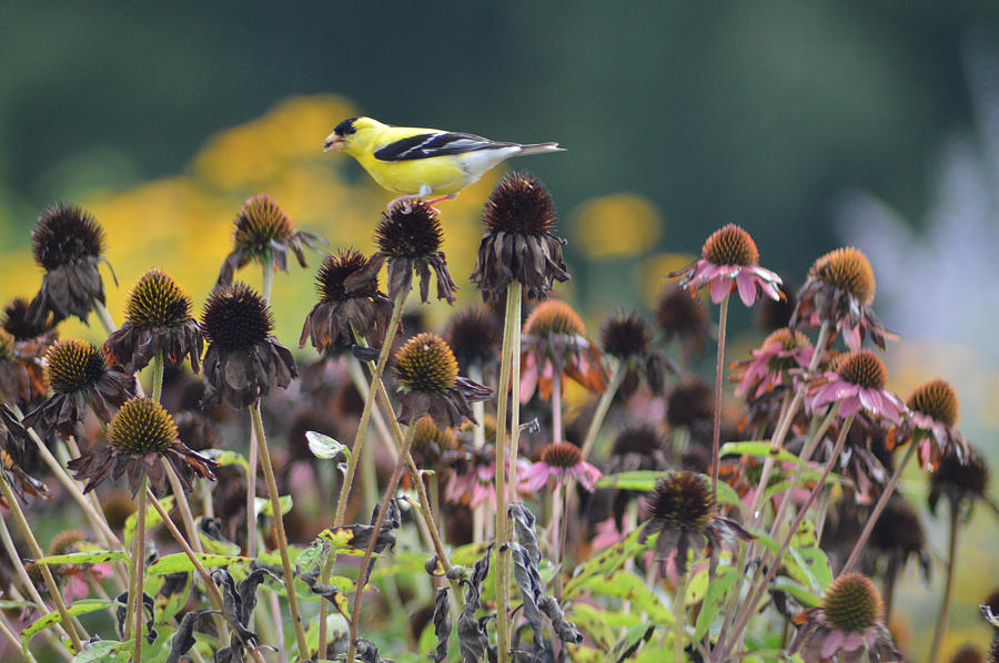 Goldfinch On Coneflowers 2 Photograph by Belinda Stucki - Fine Art America