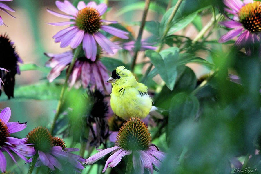 Goldfinch on Coneflowers Photograph by Trina Ansel