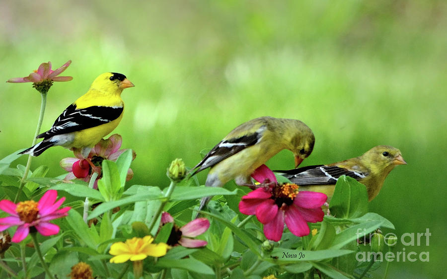 Goldfinch Party Photograph by Nava Thompson