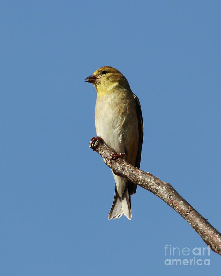 Goldfinch Perch Photograph by Anita Oakley