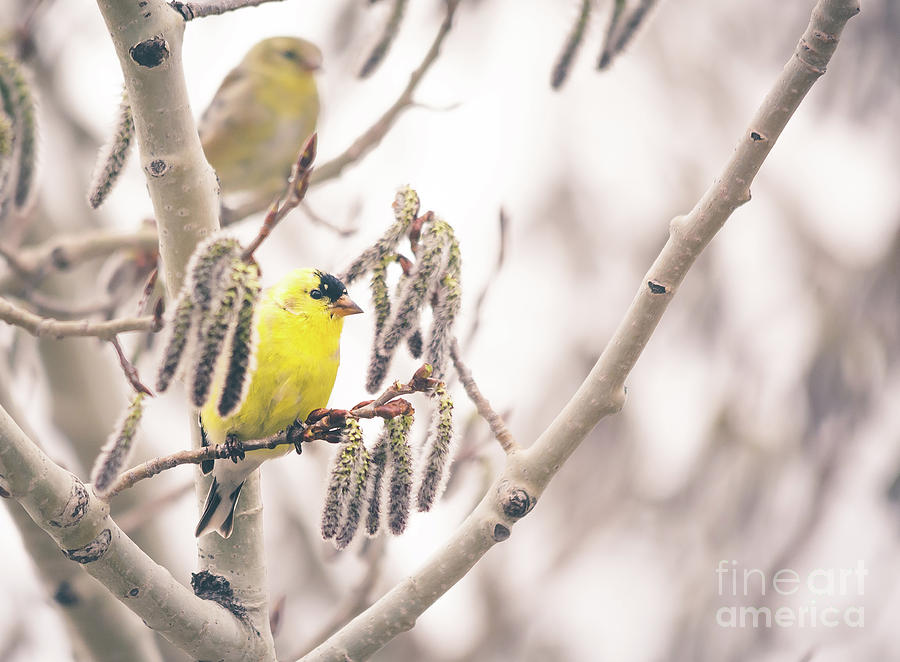 Goldfinch Perch Photograph by Cheryl Baxter