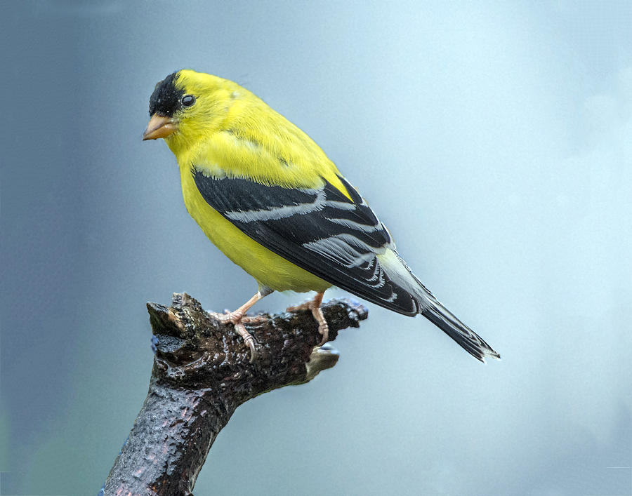 Goldfinch Profile Photograph by William Bitman