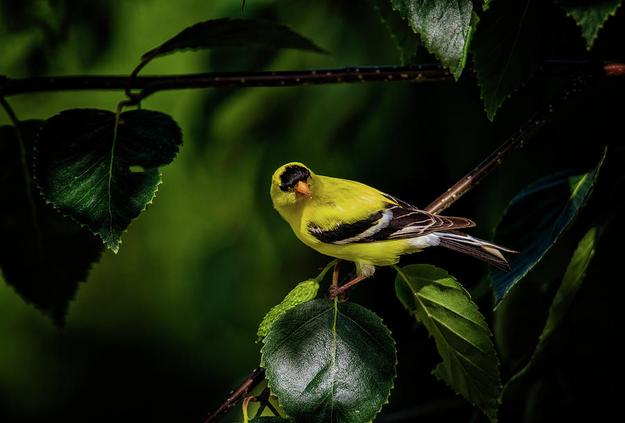 Goldfinch Photograph by Randy Hall