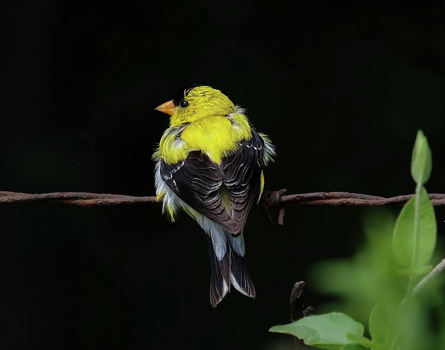 Goldfinch Photograph by Ronda Ryan