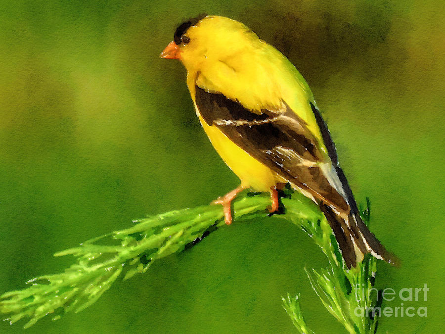 Goldfinch Photograph by Rrrose Pix