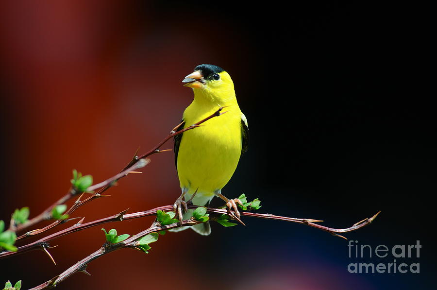 Goldfinch Photograph by Sandra Updyke