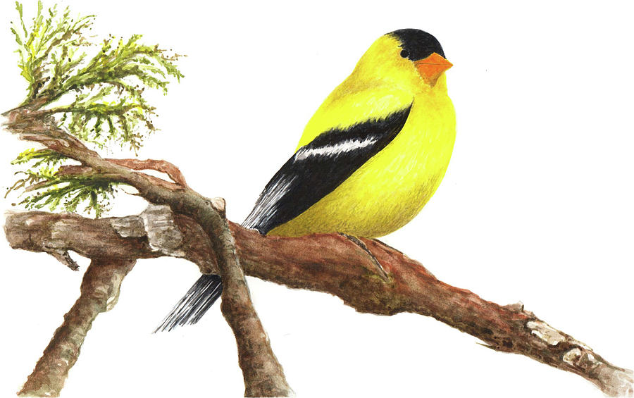 GoldFinch Painting by Shelly Reiner