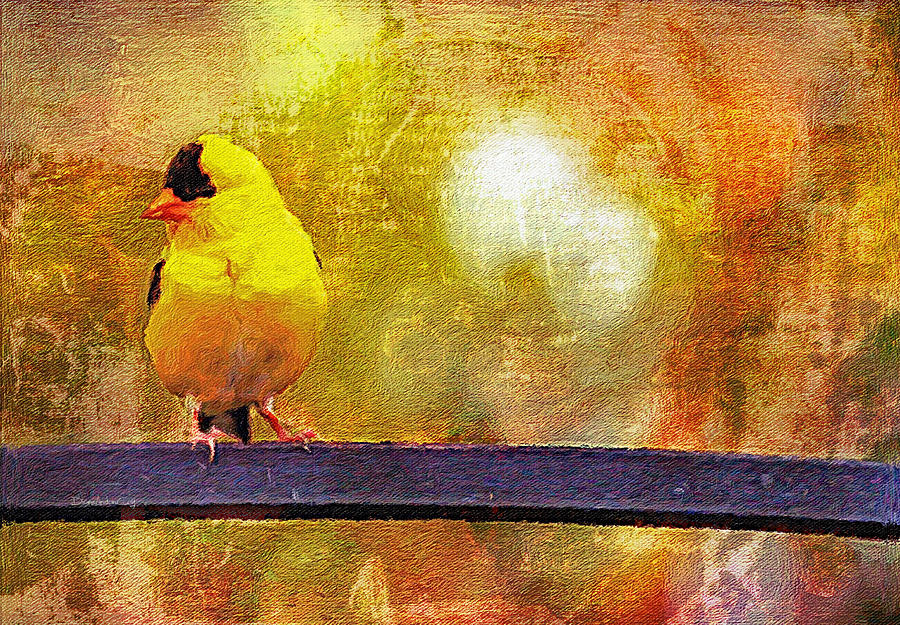 Goldfinch Sitting Pretty Too Photograph by Diane Lindon Coy