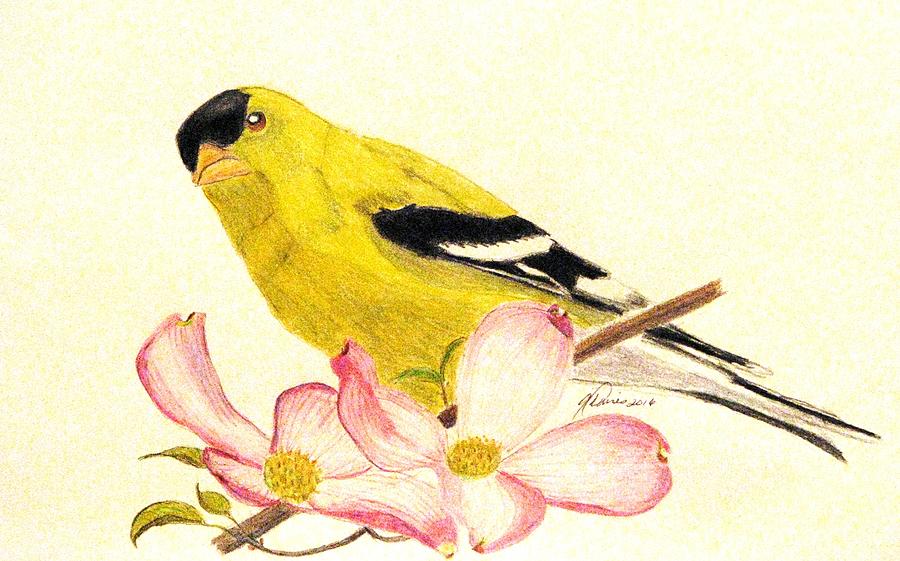 Goldfinch Spring Drawing by Angela Davies
