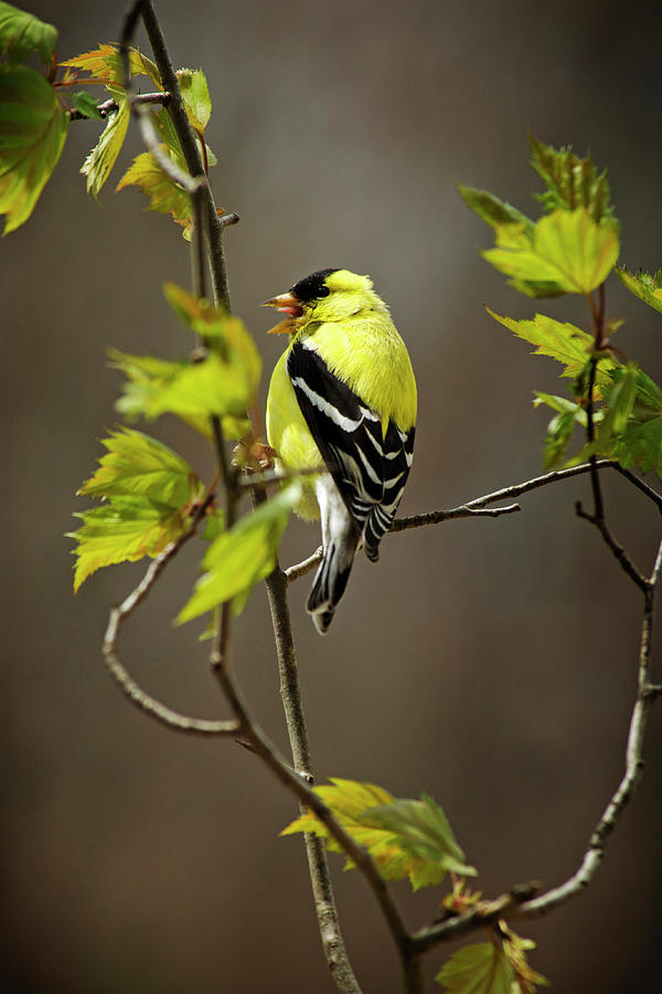 Bird Photograph - Goldfinch Suspended In Song by Christina Rollo