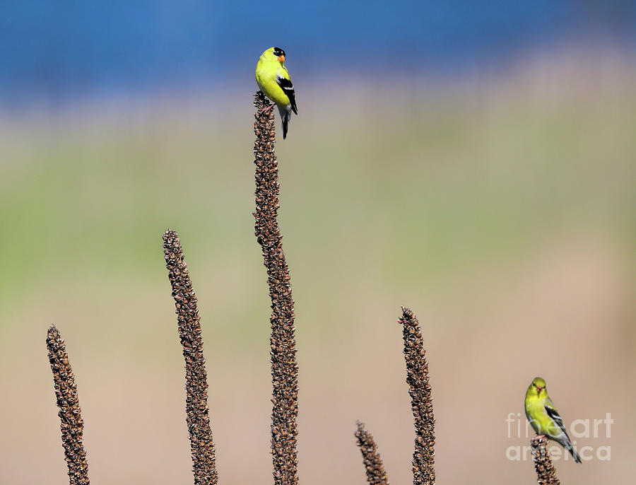Goldfinch Territory Photograph by Elizabeth Winter