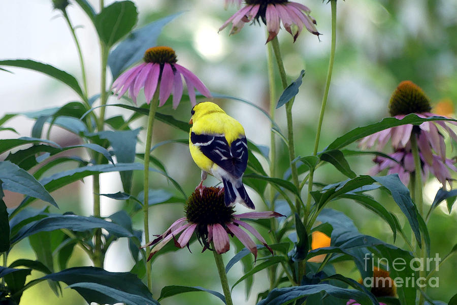 Goldfinch Visiting Coneflower Photograph by Amy Dundon