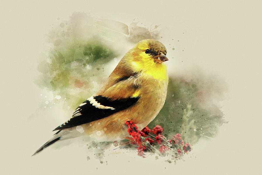Vintage Mixed Media - Goldfinch Watercolor Art by Christina Rollo