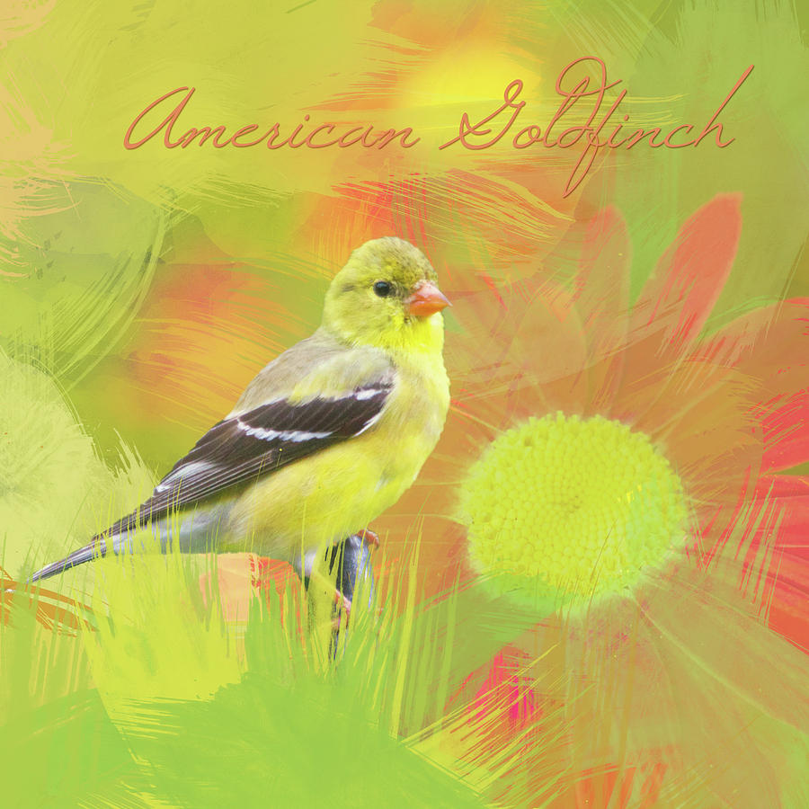 Goldfinch Watercolor Photo with Painted Daisy Photograph by Hermes Fine Art