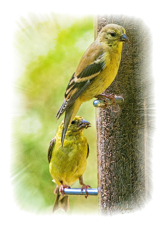 Goldfinches Photograph by Constantine Gregory