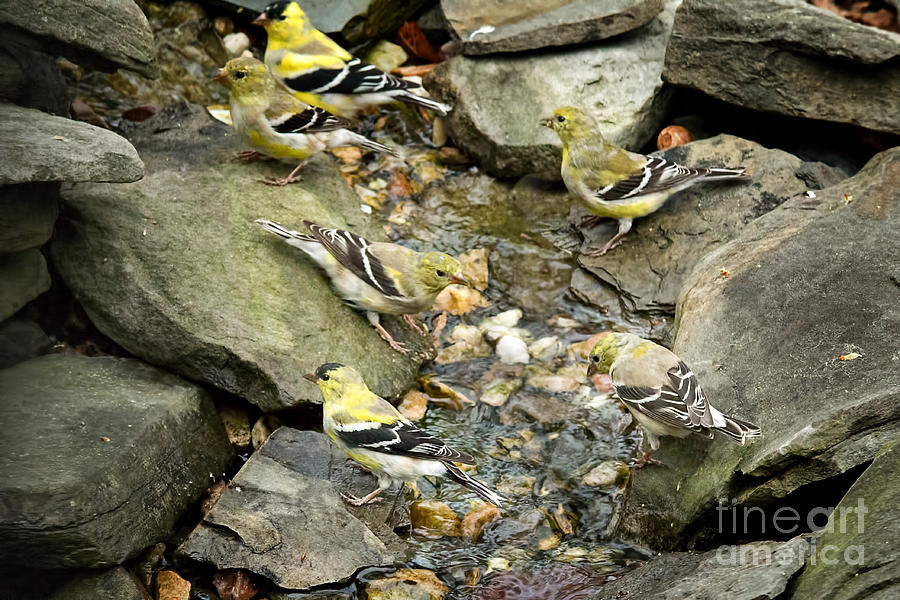 Goldfinches Galore Photograph by Jemmy Archer