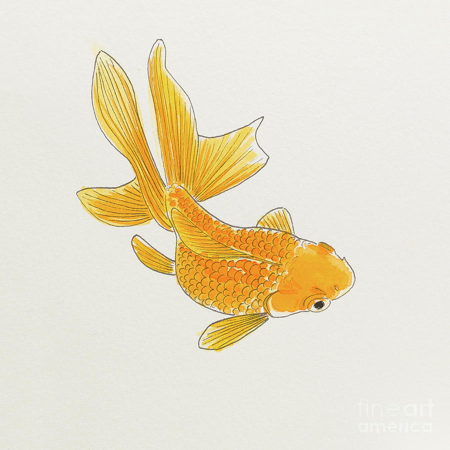 Goldfish 1 Painting by Stefanie Forck