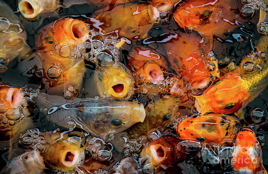 Goldfish Photograph by Amanda Elwell - Fine Art America