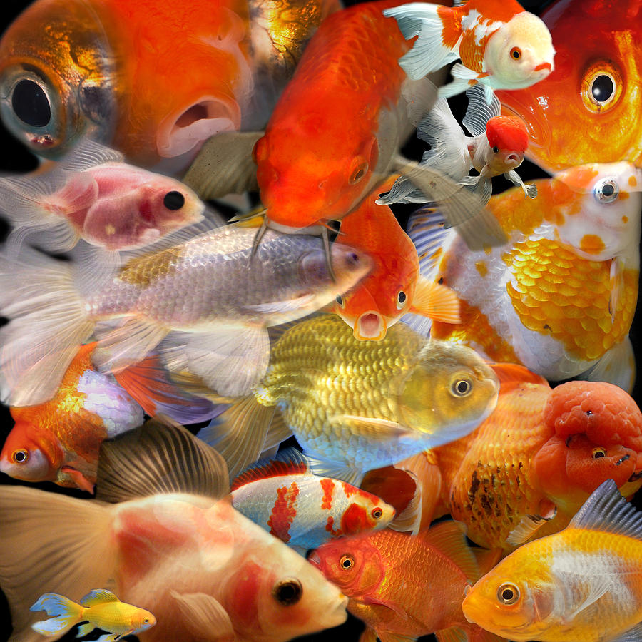 Goldfish Photograph by Andrew Fare