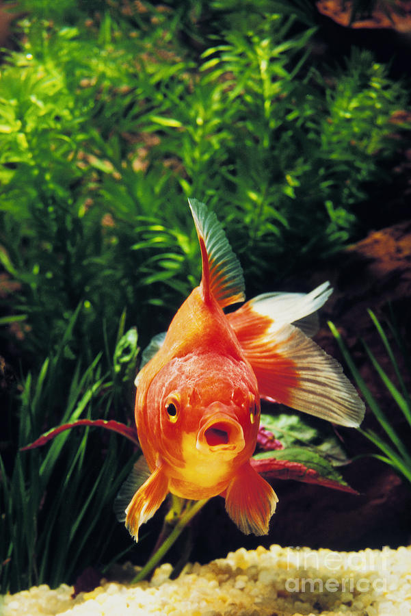 Goldfish Carassius Auratus Photograph by Gerard Lacz