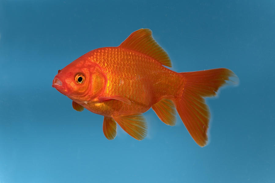 Goldfish Carassius Auratus In Aquarium Photograph by Konrad Wothe