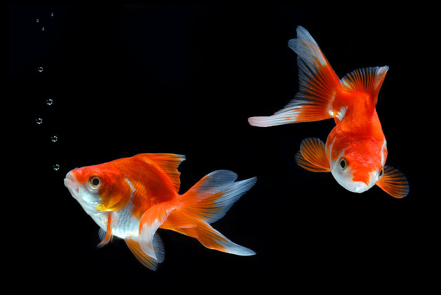 Goldfish Photograph by Dung Ma