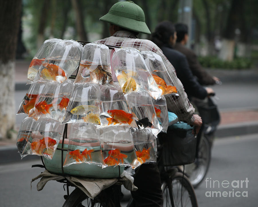 Goldfish Photograph - Goldfish in a bag Vietnam on Bicycle Unique  by Chuck Kuhn