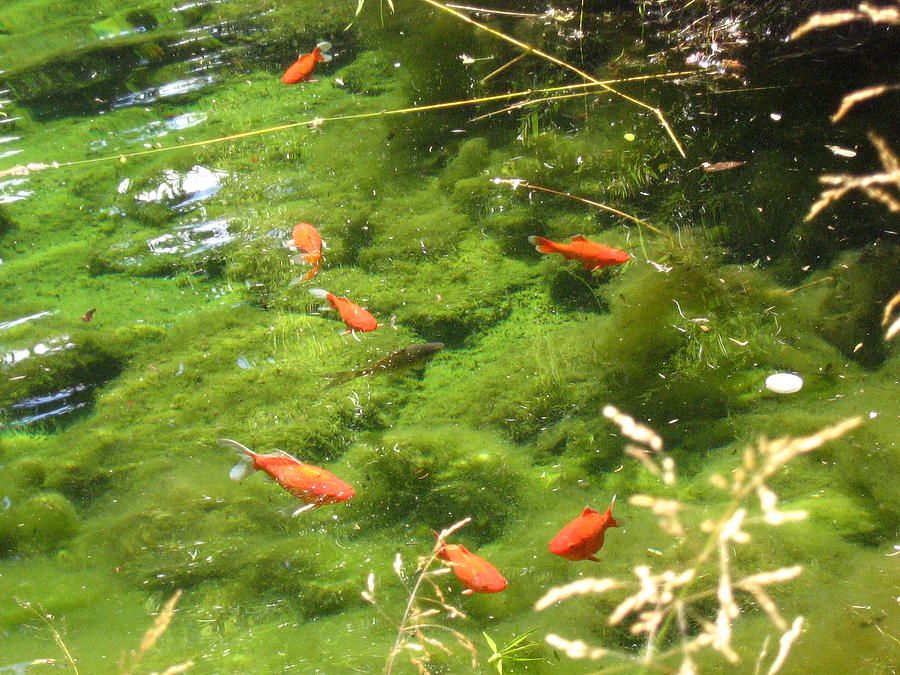Goldfish Photograph - Goldfish in a Pond by Devorah Shoshanna