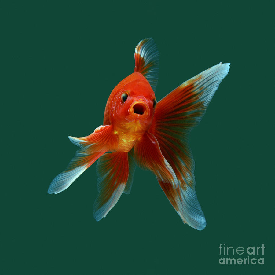 Goldfish Photograph by Jane Burton