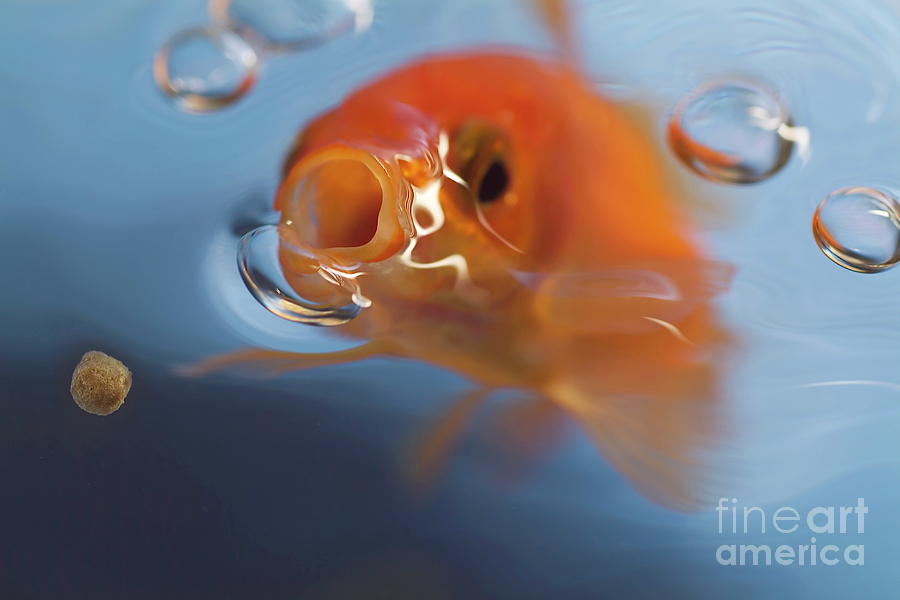 Goldfish opening mouth to catch food Photograph by Sami Sarkis