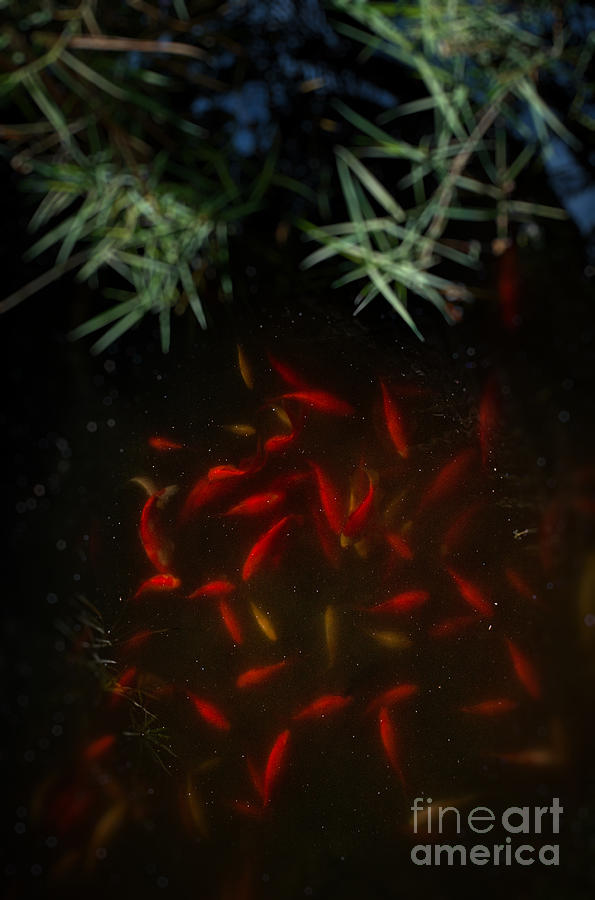 Goldfish pond Photograph by Silvia Ganora