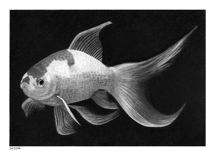 Goldfish Drawing by Scott Woyak
