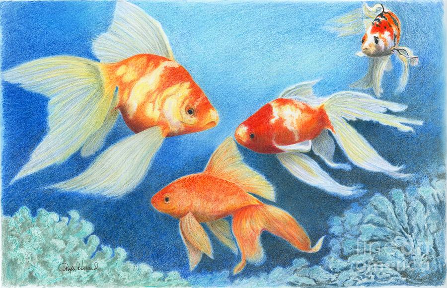 Goldfish Tank Drawing by Phyllis Howard