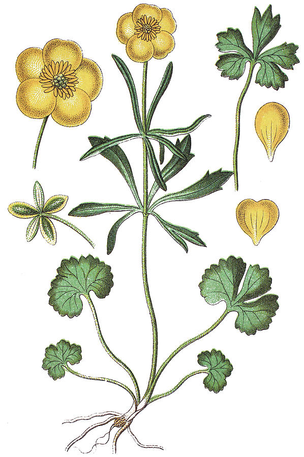 Goldilocks Buttercup, Ranunculus auricomus Drawing by Bildagentur-online