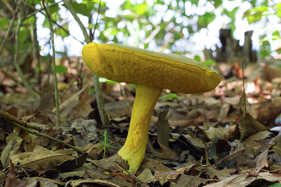 Goldstalk Mushroom Photograph by Paul Rebmann
