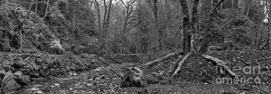 Goldstream Provincial Park Black And White Photograph by Adam Jewell